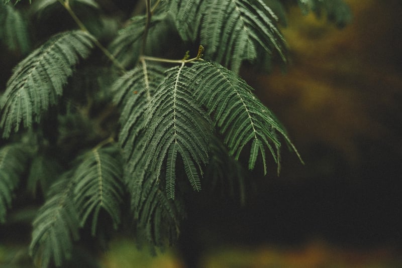 Indoor greenery ideas