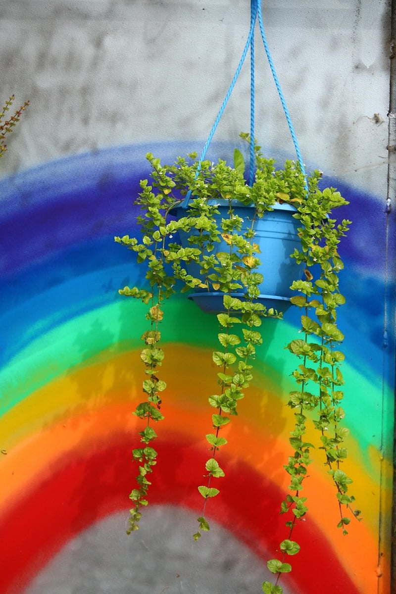Hanging Baskets